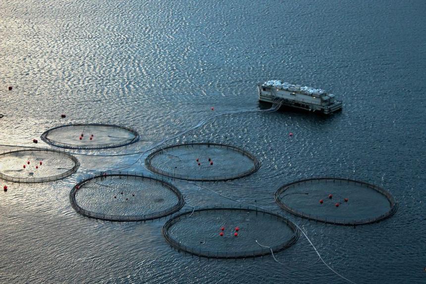 Salmon net pens