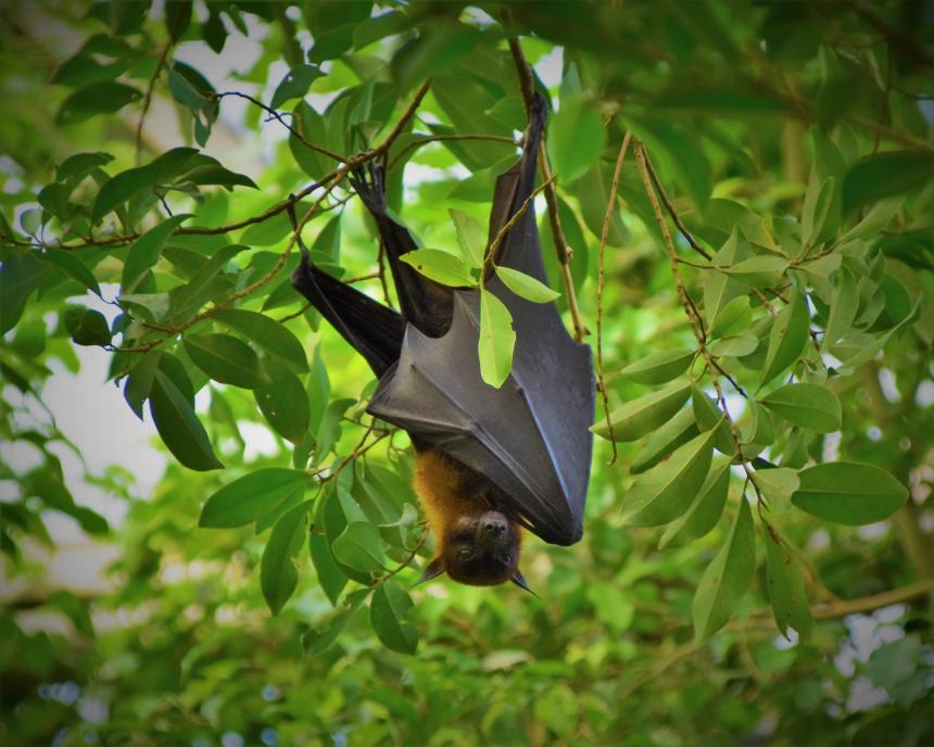 Bat hanging from tree