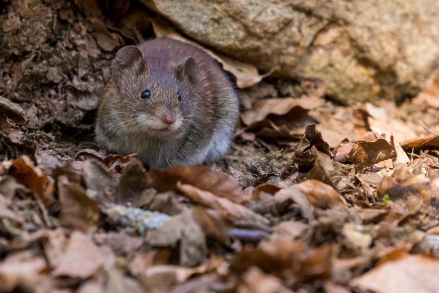 Rat on top of leaves