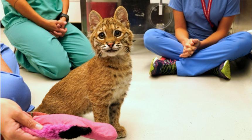 Baby bobcat sitting on floor