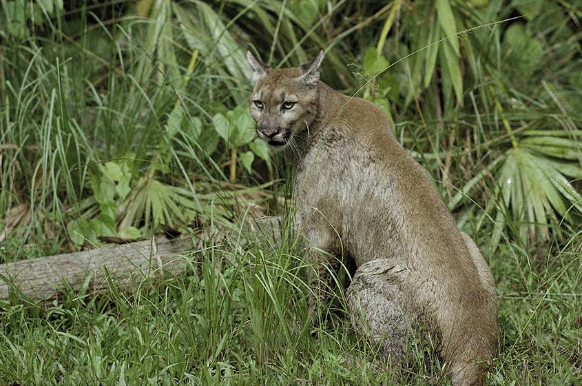 Puma sitting near forest