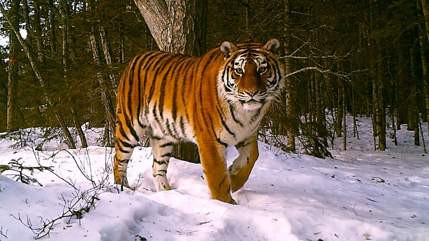 Siberian tiger walking in snow