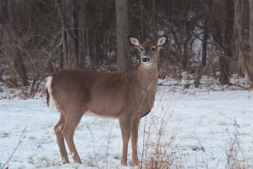 White-tailed deer standing in snow