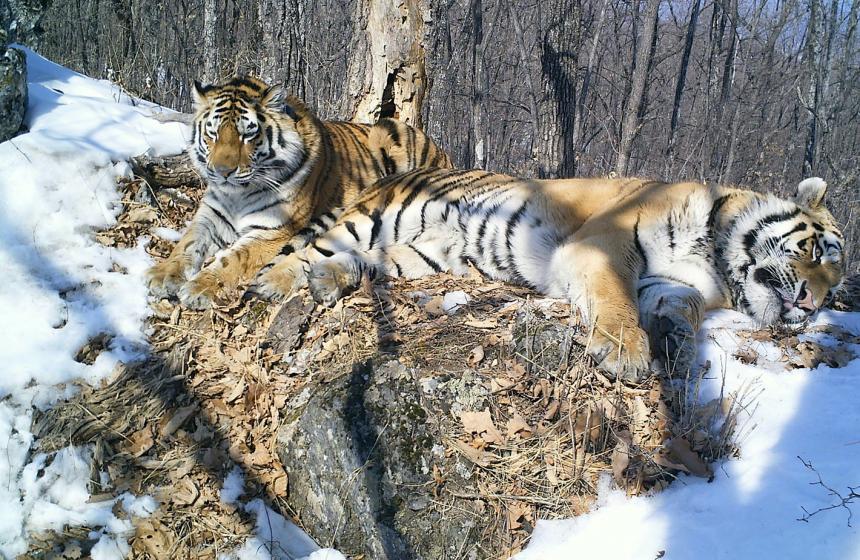 Two Amur Tigers resting in the snow; photo provided by Wildlife Conservation Society