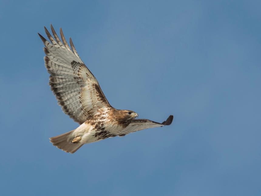 Cornell Red-tailed Hawk in flight by Christine Bogdanowicz 2020