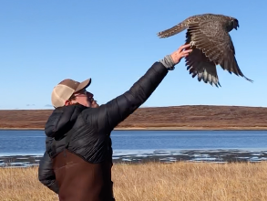 Juvenile Gyrfalcon being released