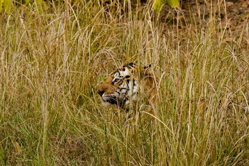 Tiger sitting in grass