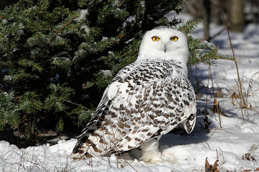Snowy owl standing in snow in front of tree