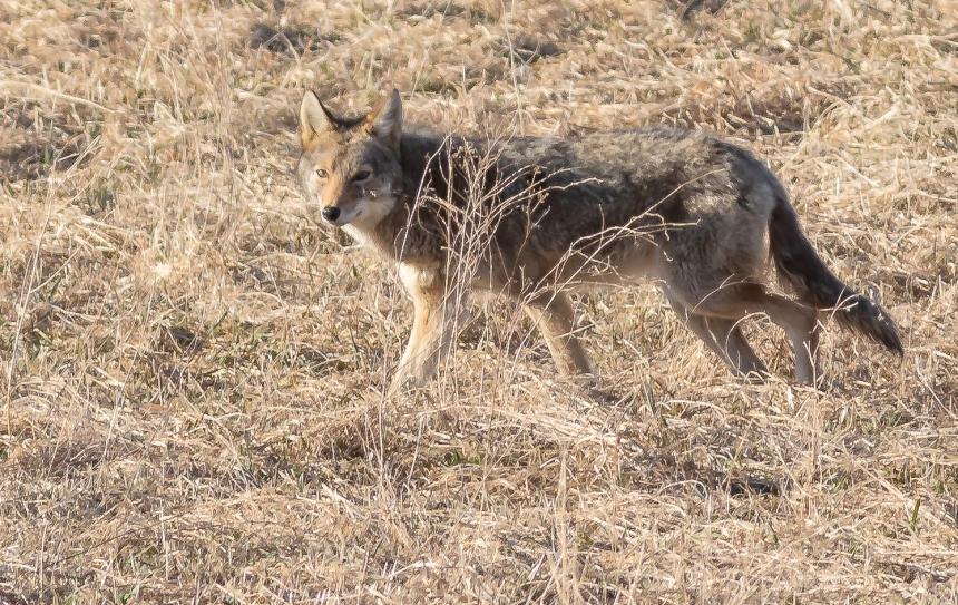 An Eastern Coyote seen trotting in a field 