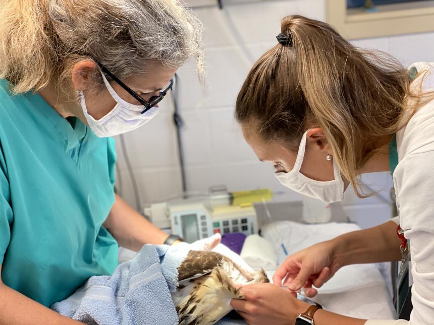 Dr. Melissa Hanson drawing blood on a red-tailed hawk at the Cornell Janet L. Swanson Wildlife Hospita