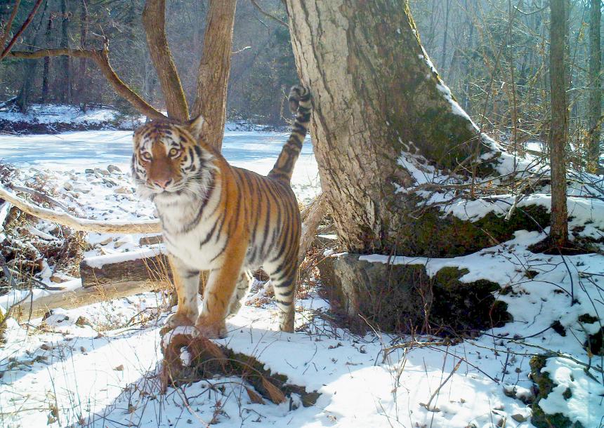 Siberian Tiger standing in snow