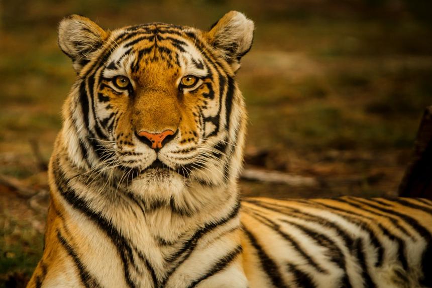 A Bengal Tiger looking very regal by Blake Meyer