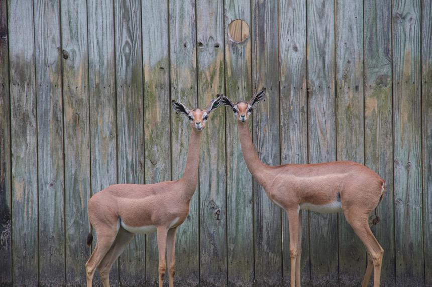 Gerenuks at White Oak Conservation Center