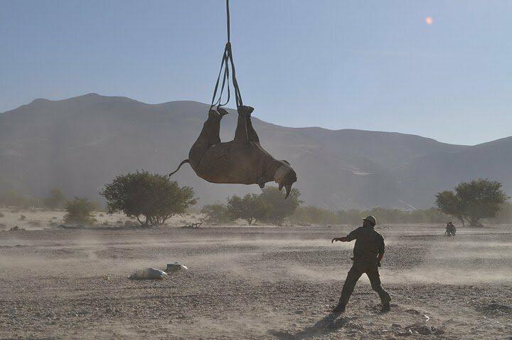 Rhino hanging upside down from helicopter