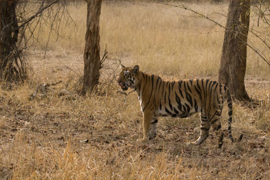 Tiger shown walking with trees and grass in background by Ronald Gilbert