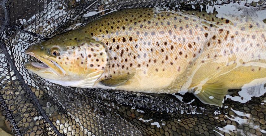 Cayuga Lake Brown trout by Christine Bogdanowicz