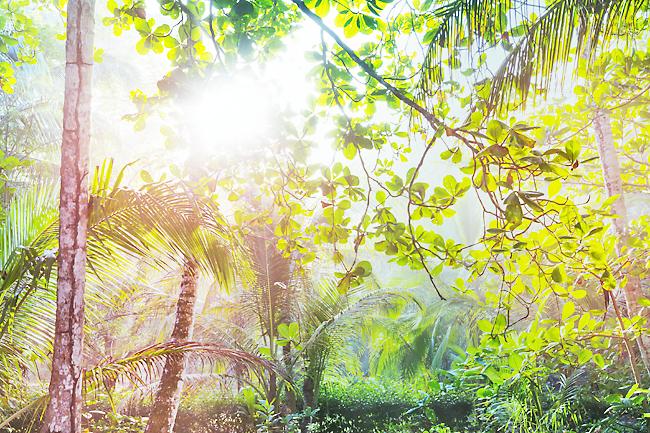 Sunlight shining through a forest