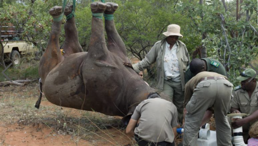 A rhino being prepped for airlifting with a team of researchers working together