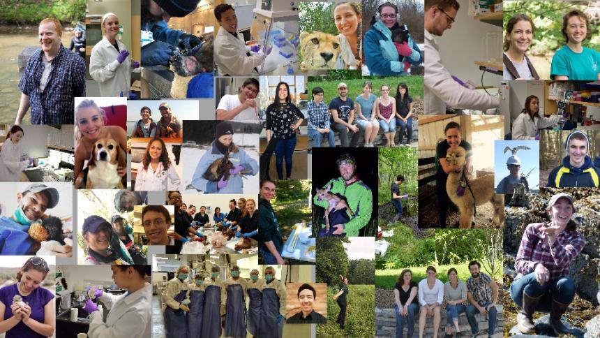 A collage of vet students working on a diversity of projects