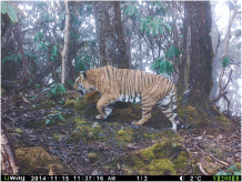Tiger camera trap image courtesy of Nature Conservation Division, DoFPS, MoAF, Bhutan