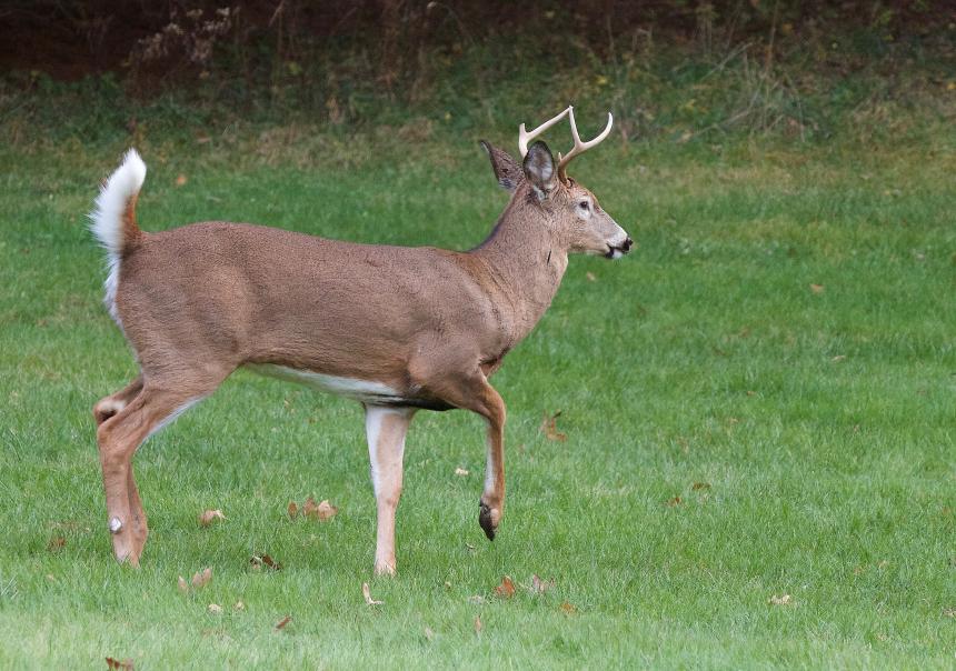 White-tailed deer buck by Christine Bogdanowicz 