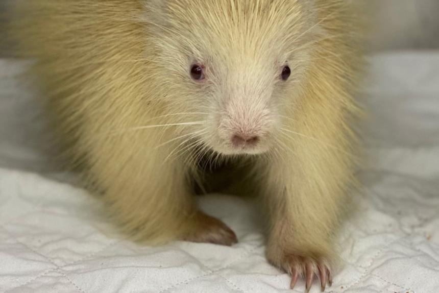 A rare albino porcupine