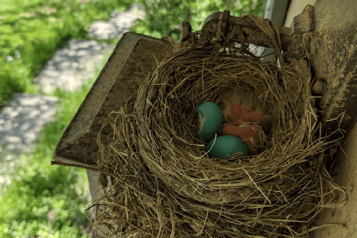 A bird nest shown with eggs and chicks