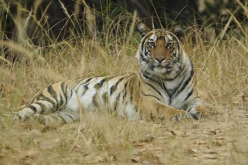 A Bengal Tiger shown lying down