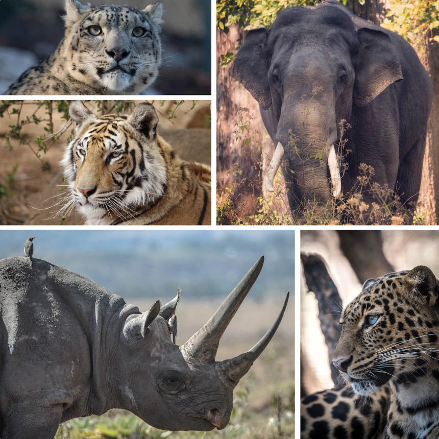 A collage of endangered species that includes three big cats, elephant and rhino
