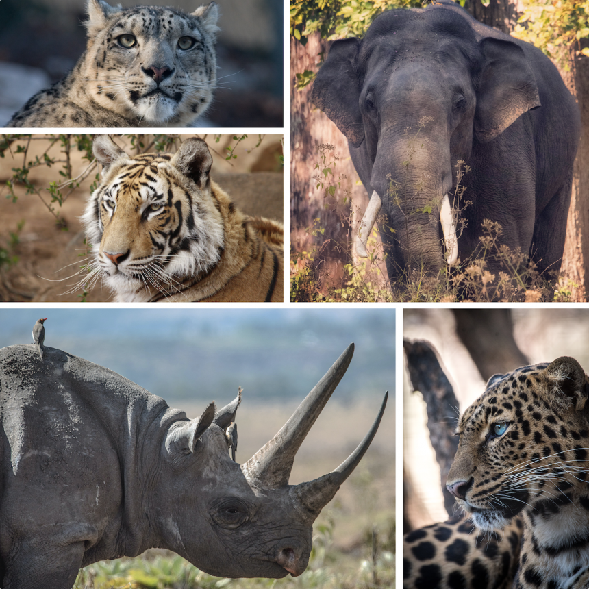 endangered animals collage