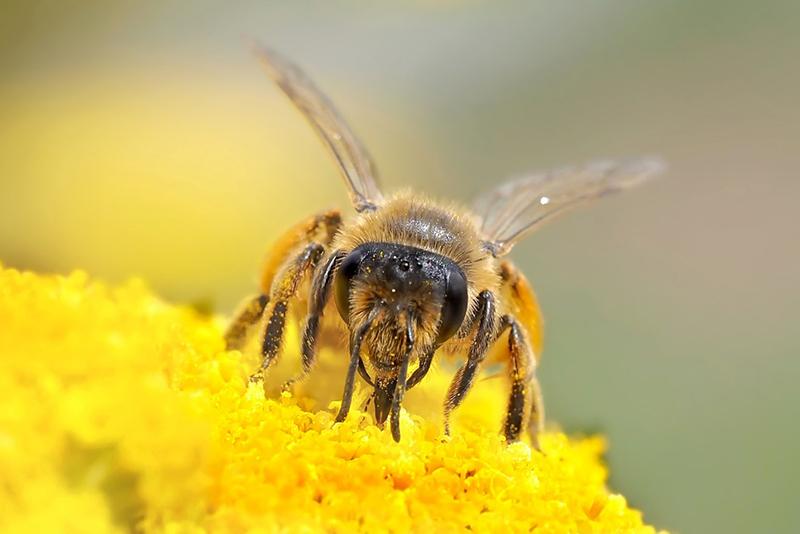 Wild bee with pollen on flower