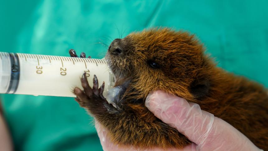 Orphaned beaver by Carol Jennings/Cornell Vet spotlight video thumbnail