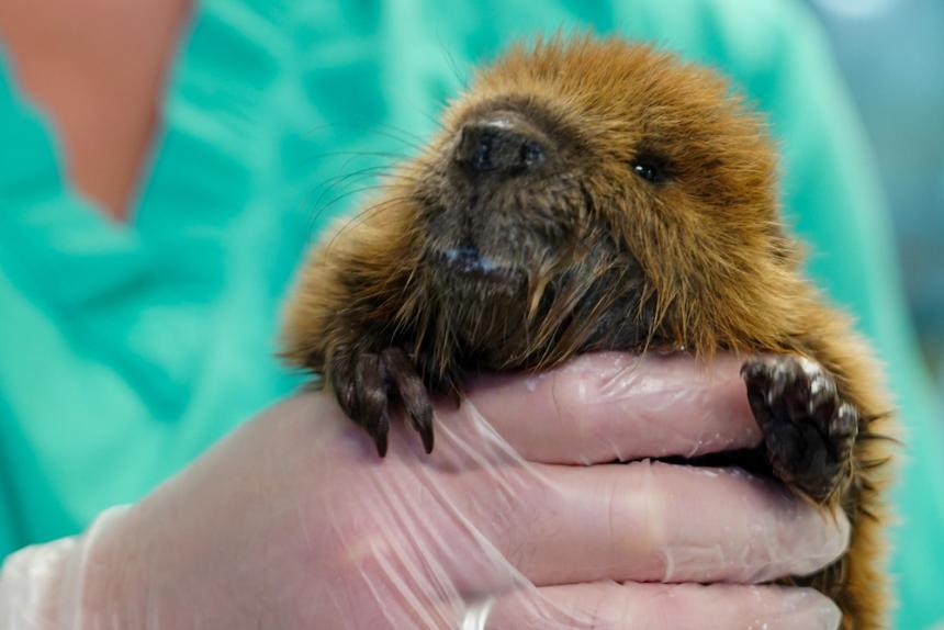 Orphaned beaver by Carol Jennings/Cornell Vet