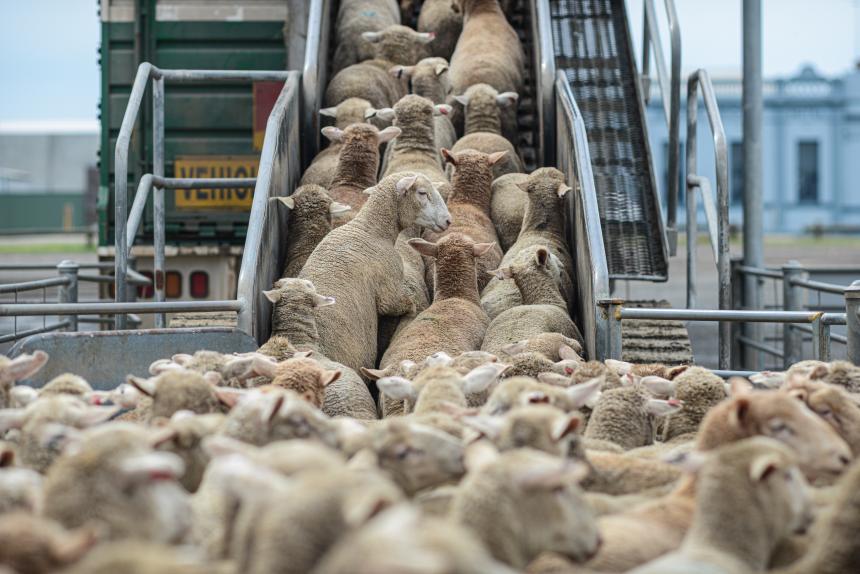 Sheep being loaded onto trucks from the sale yards. Australia, 2013, by Jo-Anne McArthur