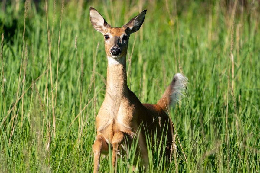 White-tailed Deer by Marko Hankkila