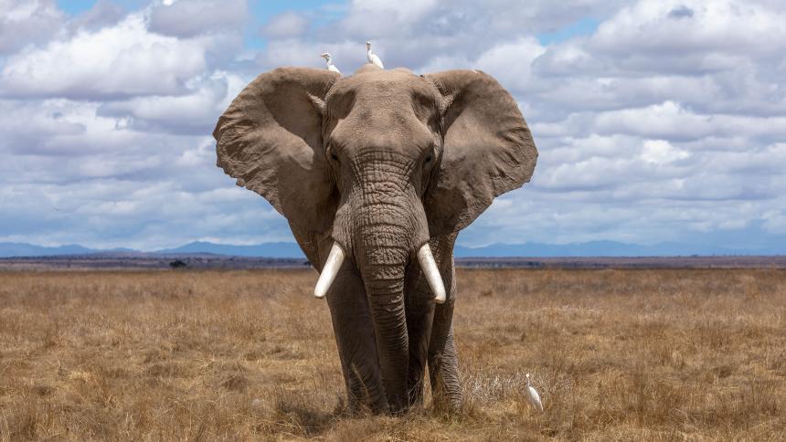 An African elephant with birds hitching a ride coming towards the photographer