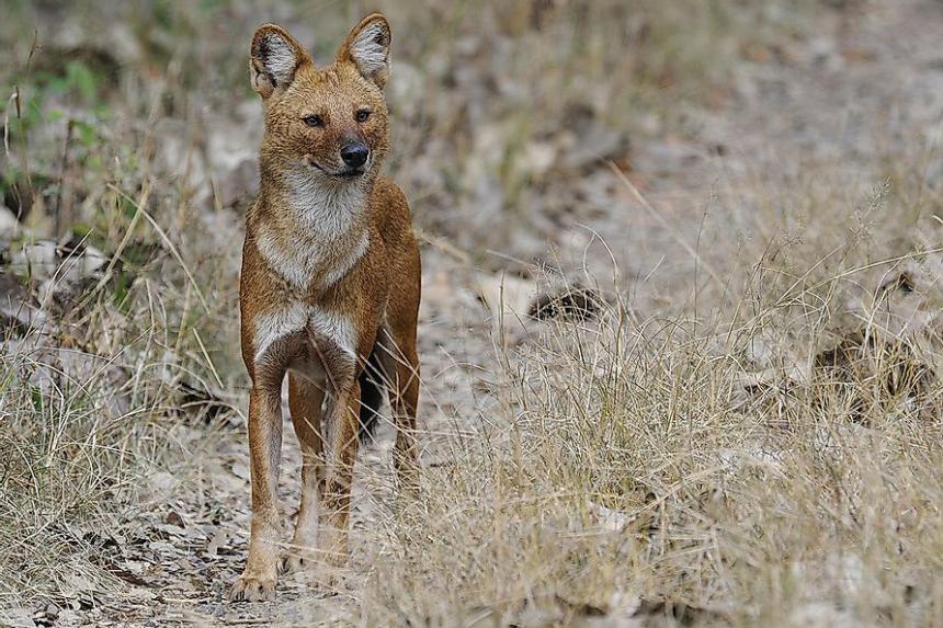 A male dhole scans the forest to look for prey by Anish Andheria