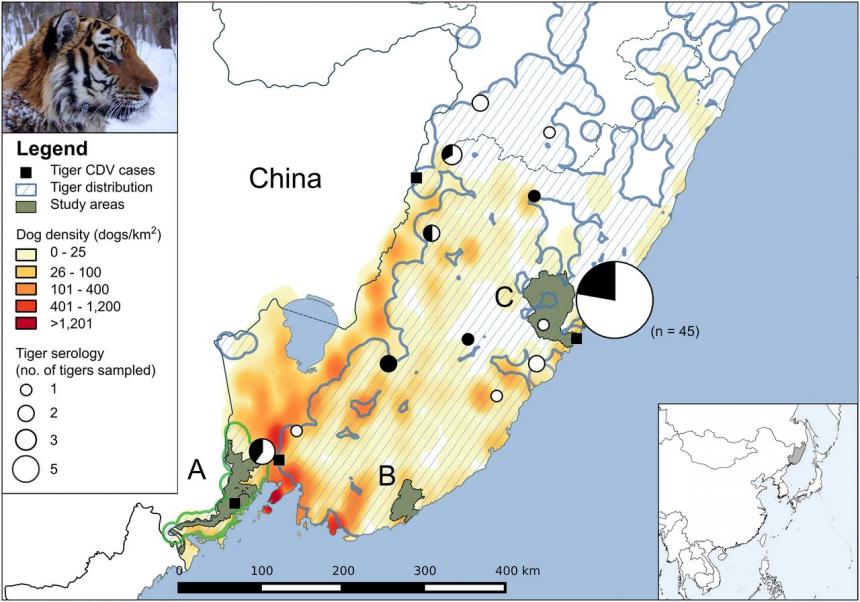 Figure 2 from PNAS paper: Distemper, extinction, and vaccination of the Amur tiger