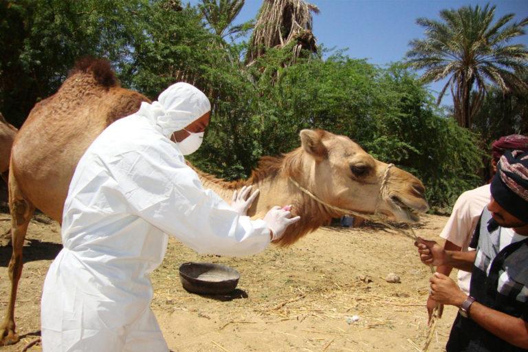 A camel being attended to by a vet in hazmat suit