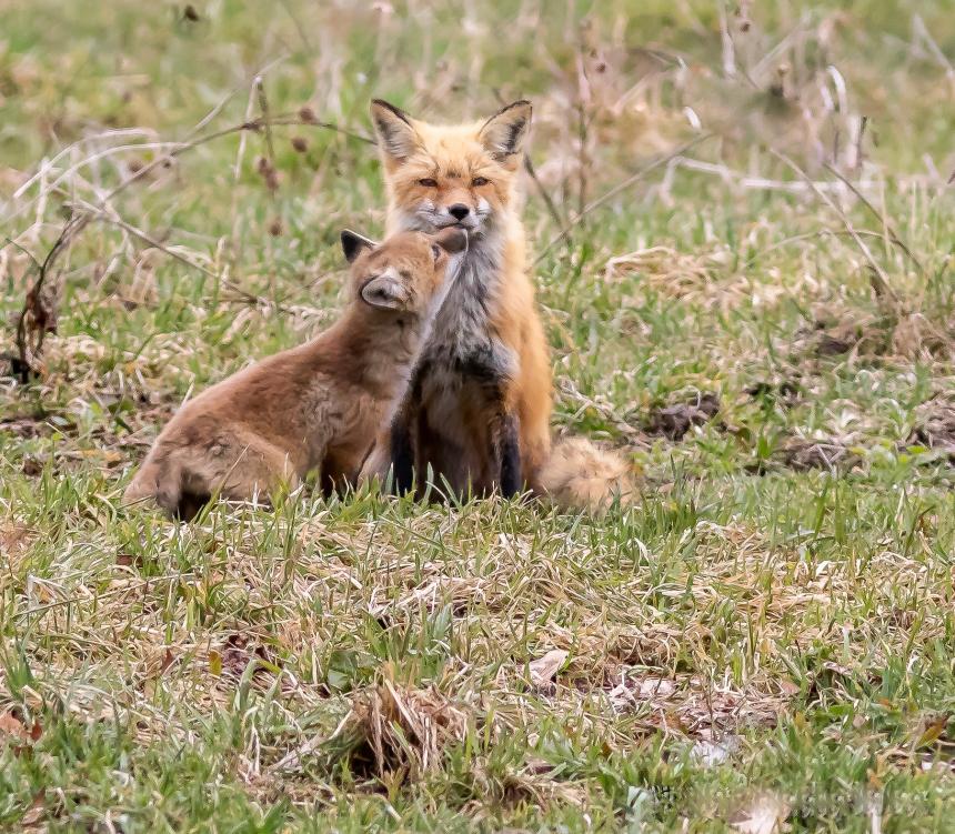 Red fox with kit by Christine Bogdanowicz news thumbnail