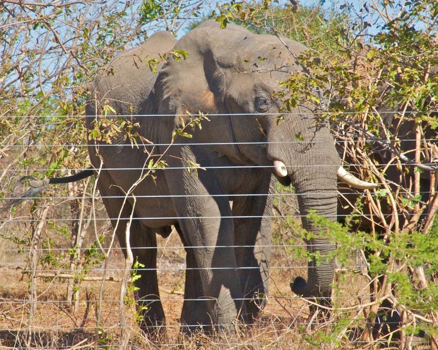 Elephant standing next to fence