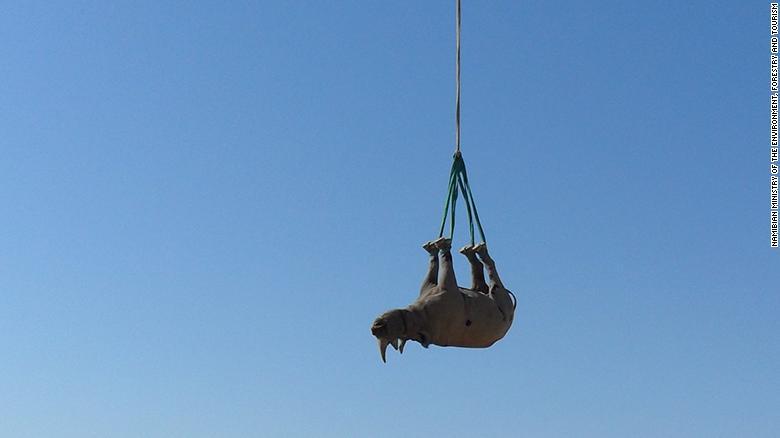 Rhino being hung upside down for transportation