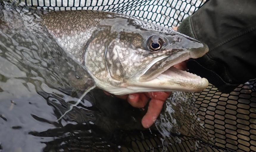 Niagara River Lake trout by Christine Bogdanowicz