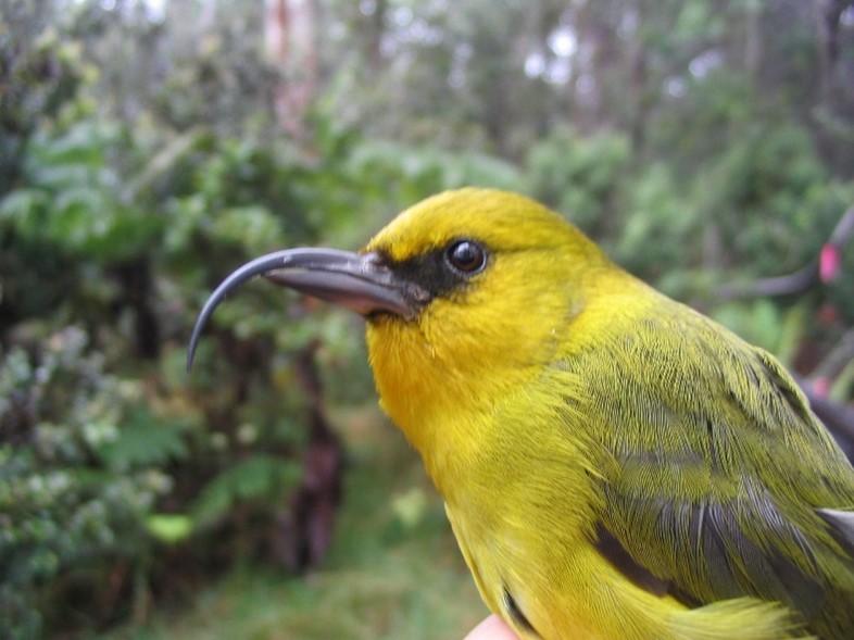 ʻAkiapōlāʻau (Hemignathus wilsoni) is an endangered Hawaiʻi honeycreeper species