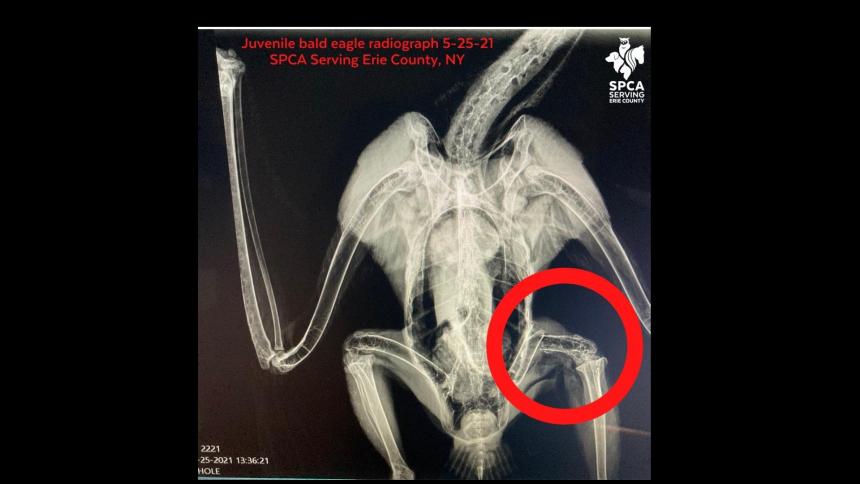 Bald Eagle x-ray from SPCA Serving Erie County
