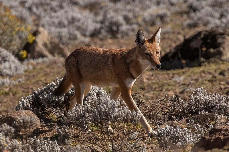 An Ethiopian wolf image by Charles J. Sharp via Wikimedia Commons (CC BY-SA 4.0)