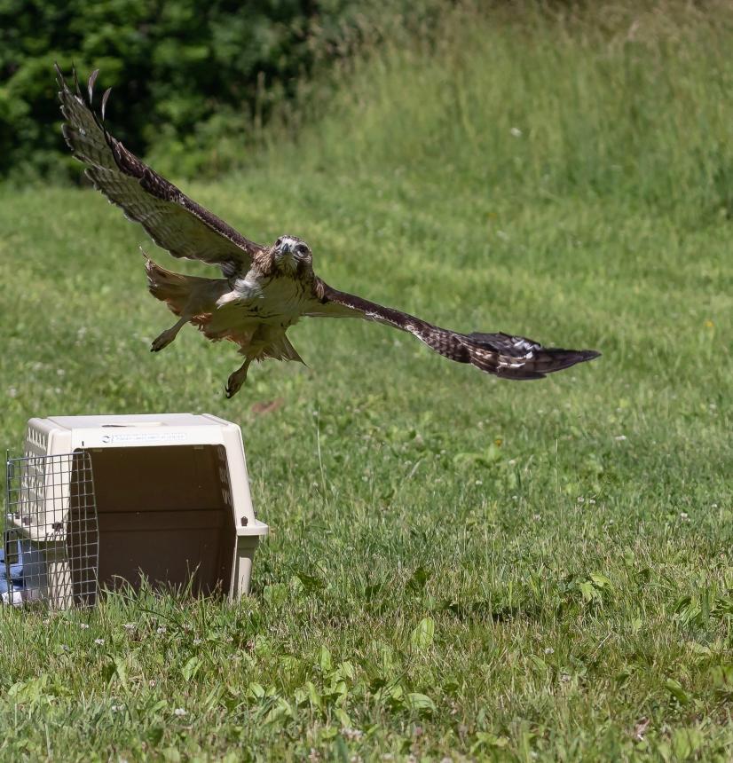 Red-tailed Hawk being released back into the wild by Christine Bogdanowicz