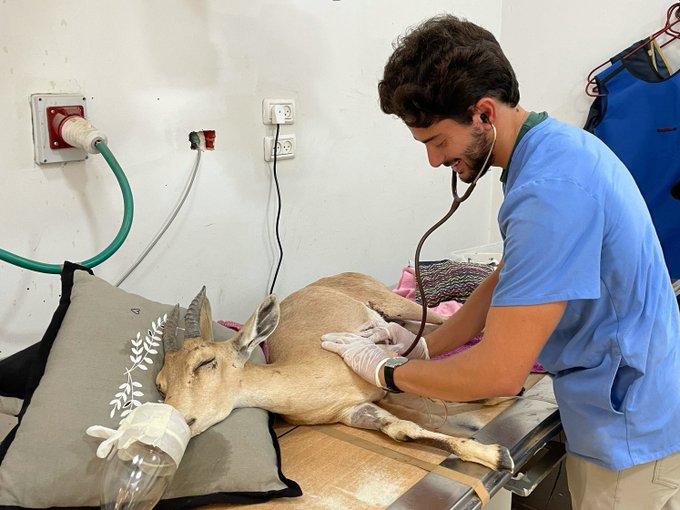 Student Jared Zion shown with a gazelle on an exam table