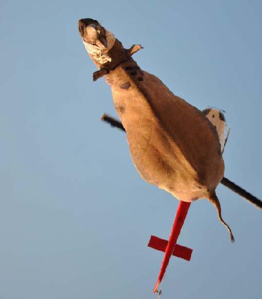 Rhino and helicopter from Namibian Ministry of the Environment, Forestry, and Tourism