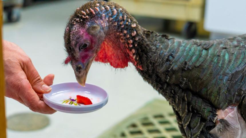 A turkey in the care of the wildlife hospital at Cornell